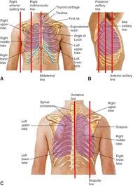 Chest And Lungs Mosby S Guide To Physical Examination 7th Edition Diagnostic Medical Sonography Medical Mnemonics Nursing Profession