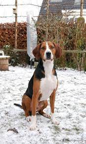 The hamiltonstövare is a breed of dog, bred as a hunting hound. Swedish Hamiltonstovare Scenthound Hundar Djur Doge