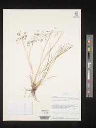 Image result for Eragrostis tenuifolia