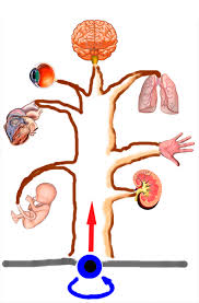 Stvol I Vetki Stvolovye Kletki