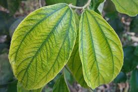 Bordeaux sprays applied against phytophthora blight and the leaf blotch disease are effective against these see the agricultural extension service representative in your area for current chemical treatment. Phytophthora Root Rot Symptoms Treatment And Prevention By Gardening Info Online Medium