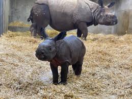 Want to learn more about any of the fascinating creatures at the zoo? Denver Zoo Animals Are Missing Visitors During Its Coronavirus Closure