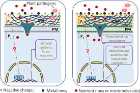 In addition, the cell wall contains two groups of branched polysaccharides. Plant Silicon Cell Wall Complexes Identification Model Of Covalent Bond Formation And Biofunction Sciencedirect