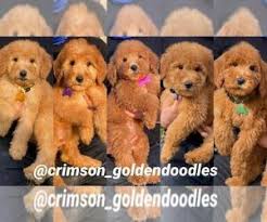 Goldendoodle puppy for sale in n highlands, ca, usa. View Ad Goldendoodle Litter Of Puppies For Sale Near California Rosemead Usa Adn 244245