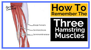 34 фразы в 8 тематиках. How To Remember The Three Hamstring Muscles Level 3 Anatomy Exam