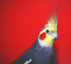 Cockatiel Yellow Bird With Red Cheeks Archimedes Pet Birds Parrot Cockatiel