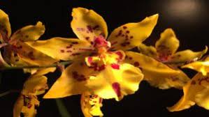 Persone stanno guardando questo prodotto. Orchidea Ottima Contro Lo Stress Rilascia Ossigeno Di Notte Benessere Oltre La Rete