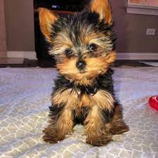Yorkshire terrier puppies for sale and dogs for adoption in illinois, il. Yorkie Puppies Teacup For Sale Yorkie Puppies On Sale Teacup Yorkie