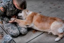 When This Soldier Returned Home From Deployment His Dog S Response Left People In Tears Page 7 Of 20 Dog Crying Elderly Dogs Dog Soldiers