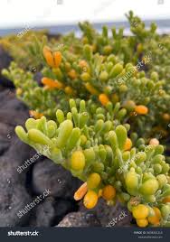 Image result for Zygophyllaceae