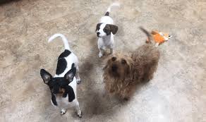We believe in treating every patient as if they were our own pet, and giving them the same loving attention and care. Veterinary Services Dog Care Cat Care Billings Mt
