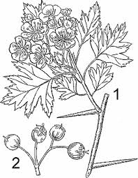 Illustration Of Hawthorn Hawthorn Botanical Illustration Rose Family
