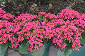 Le piante grasse sono specie vegetali tipiche dei territori dai climi aridi, dove. Piante Grasse Con Fiori Piante Grasse Piante Grasse Fiorite