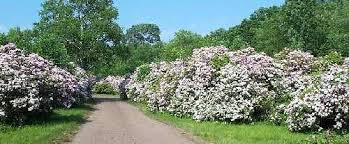 Check out our mountain laurel selection for the very best in unique or custom, handmade pieces from our craft supplies & tools shops. Mountain Laurel Sanctuary