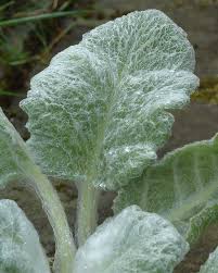 Image result for Xerophyta argentea