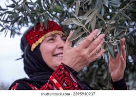 67+ Thousand Field Of Olive Tree Royalty-Free Images, Stock Photos &  Pictures