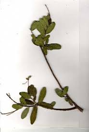 Image result for Manilkara koechlinii