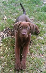 Maybe you would like to learn more about one of these? My Pup Chocolate Lab Weimaraner He Is Beautiful Spaniel Puppies Labrador Retriever Puppies Puppies