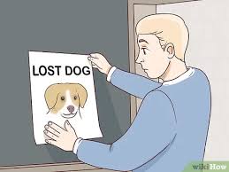Focus heavily on the area where you found and/or sighted the dog, since a lost dog will typically stay within a five mile radius. How To Find A Lost Dog With Pictures Wikihow