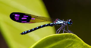 Image result for dragonfly just born