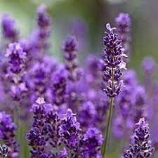 Lavender Flower In Urdu Best Flower Wallpaper