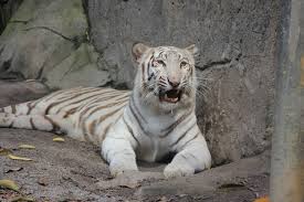 Sudah siap beli tiket bali zoo dari online travel agent terpercaya yang jual tiket bali zoo dengan harga terjangkau? Harga Tiket Zoo Melaka Utk 2021 Diskaun