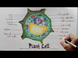 Check spelling or type a new query. How To Draw Diagram Of Plant Cell Step By Step For Beginners Youtube