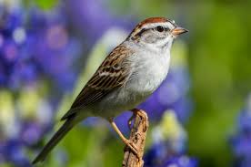 Sparrows Types Of Sparrows Sparrow Identification