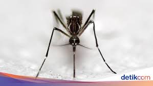Cara elak semut memasuki gula, cara halau semut dalam gula, cara halau semut mendatangi makanan. Begini Cara Mengatasi Gigitan Berbagai Jenis Serangga