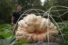 Image result for giant pumpkin