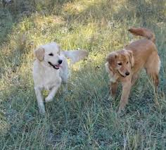 Most trusted source of mini goldendoodle puppies for sale. Regal Kennel Home Facebook