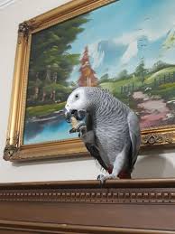 Eskisehir Papagan Adli Kullanicinin African Grey Parrot Panosundaki Pin