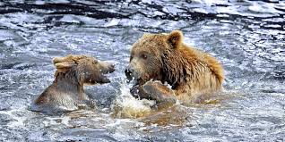 View listing photos, review sales history, and use our detailed real estate filters to find the perfect place. Reisefuhrer Fur Alaska Warum Wann Und Wohin Hurtigruten Expeditions