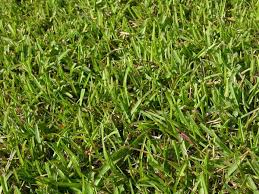 Variegated oat grass (arrhenatherum elatius subsp. 9 Lawns Nc State Extension Publications
