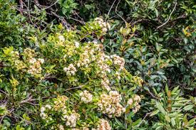 Image result for Antherotoma angustifolia