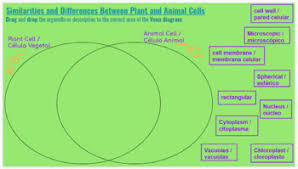Maybe you would like to learn more about one of these? Plant Cell Vs Animal Cell Venn Diagram Worksheets Teaching Resources Tpt