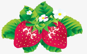 الفراولة مرسومة باليد Vector Free Strawberry Clipart Strawberry Background