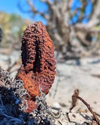 Image result for Hydnora