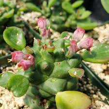 Image result for Monadenium