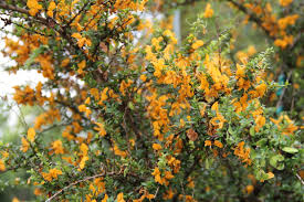 Image result for Brya