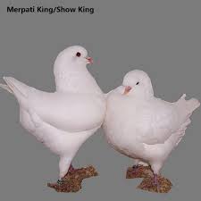 Untuk warna dasar merpati merupakan warna yang sebagian besar dimiliki oleh burung merpati pada umumnya. 18 Jenis Jenis Burung Merpati Hias Unik Dan Harganya Tahun 2020 Pergibaca