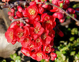 Image result for Chaenomeles japonica