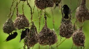 Weaver Birds In Queen Elizabeth National Park Uganda C Joel Sartore Getty Bingwallca Image Of The Day Birds Image