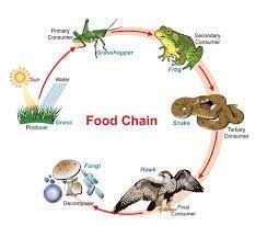 Why leave your pup at home when the two of you can explore a new place together? Food Chains Skoool The London Grid For Learning