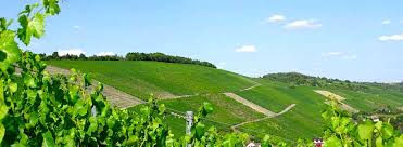 Mit 3,65 km durch die berühmtesten weinberge würzburgs und nur 80 höhenmeter unterschied fangen wir locker an. Weinberg Randersacker Und Wurzburg Weingut Hiller