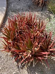 Image result for Aloe cameronii