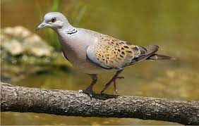 Berburu burung tekukur malam hari di spot bekas pertambangan pasir, karena siangnya sibuk oleh pekerjaan, jadi saya dan teman teman berburu tekukur malam hari di hadang ular weling konten berisi kegiatan berburu di malam hari. Mitos Burung Derkuku Di Jawa Info Guyub Rukun Derkuku Puter Pelung