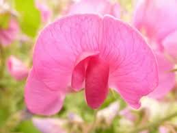 Image result for Lathyrus