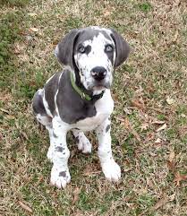 Pin By Nicole Fuhrman Boyles On Puppies Great Dane Blue Harlequin Dane Puppies Great Dane Dogs