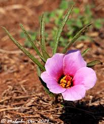 Image result for Hermannia glanduligera